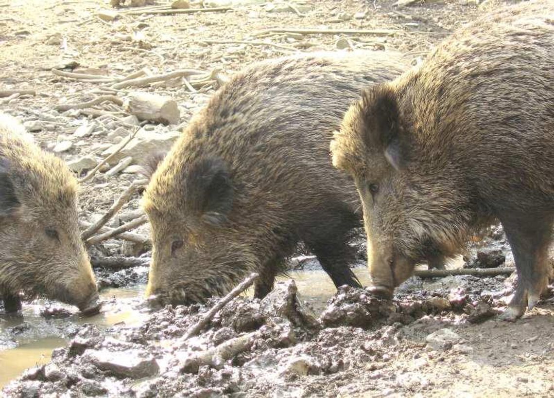 Dziki niszczą pola rolników w woj. lubelskim Dziki niszczą pola rolników w woj. lubelskim