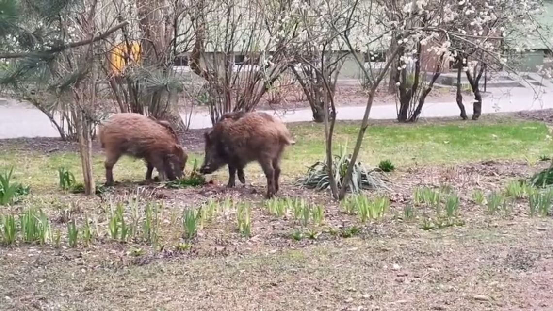 Dziki wchodzą w szkodę i niszczą działki ogrodnicze. "Odłownia jest, ale nie spełnia swojej funkcji" Dziki wchodzą w szkodę i niszczą działki ogrodnicze. "Odłownia jest, ale nie spełnia swojej funkcji"