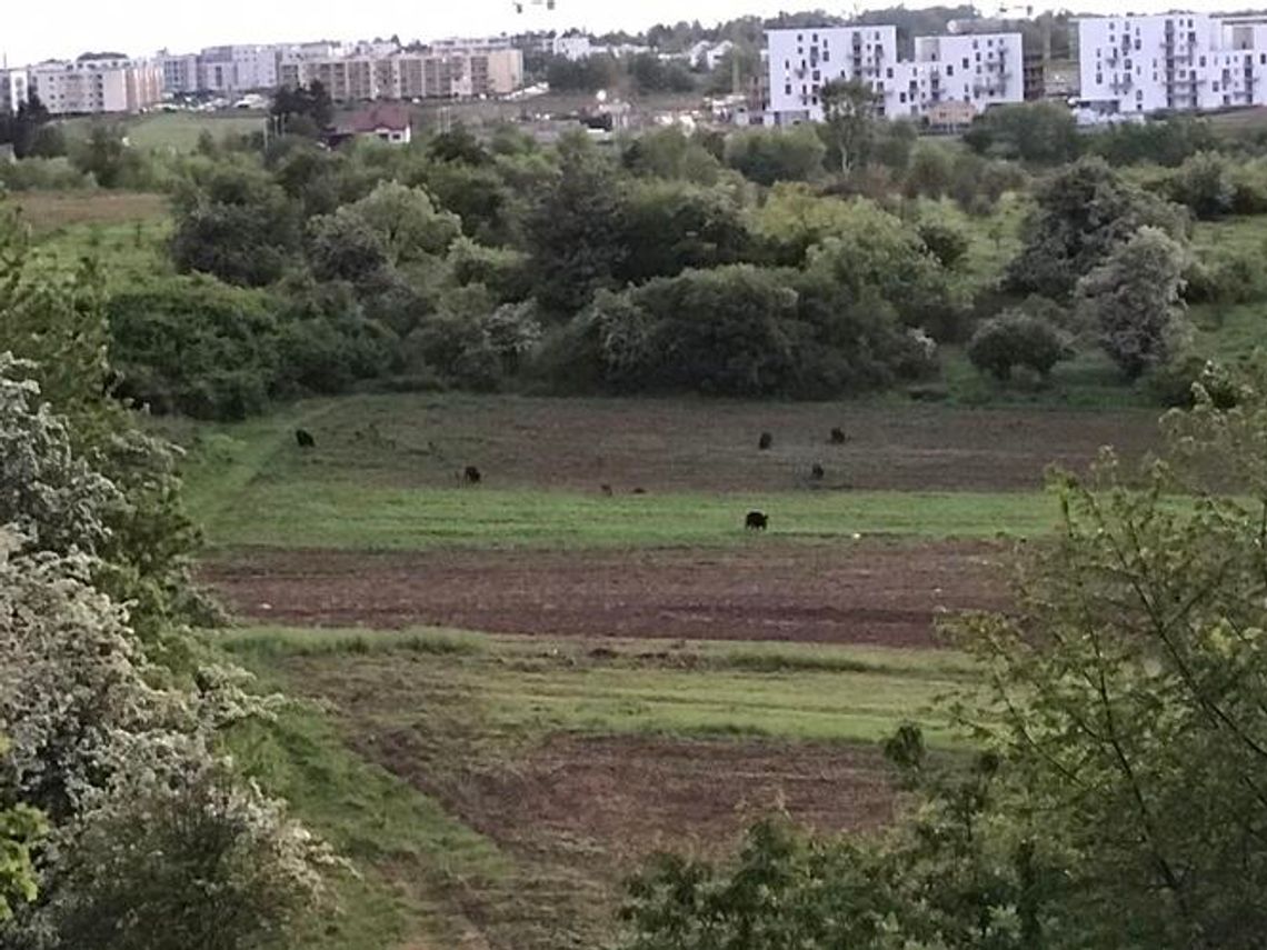 Dziki wyszły na spacer po górkach czechowskich Dziki wyszły na spacer po górkach czechowskich