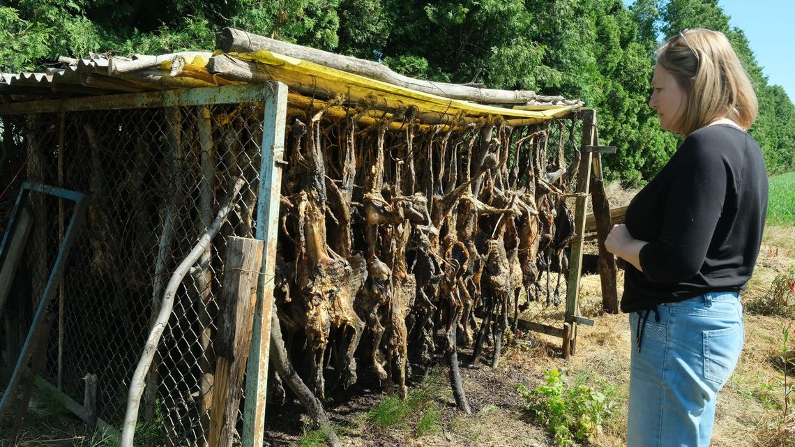 Dzikie cmentarzysko zwierząt pod Lublinem