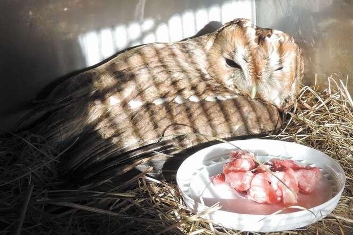 Dzikie zwierzęta na państwowym wikcie. Dostają pomoc w Poleskim Parku Narodowym