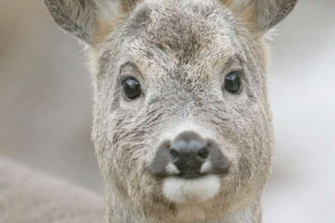 Dzikie zwierzęta w mieście: Lisy nawet... podkradają buty