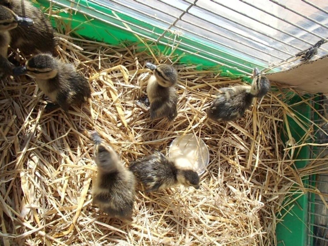 Dzikie zwierzęta zostawmy na łące