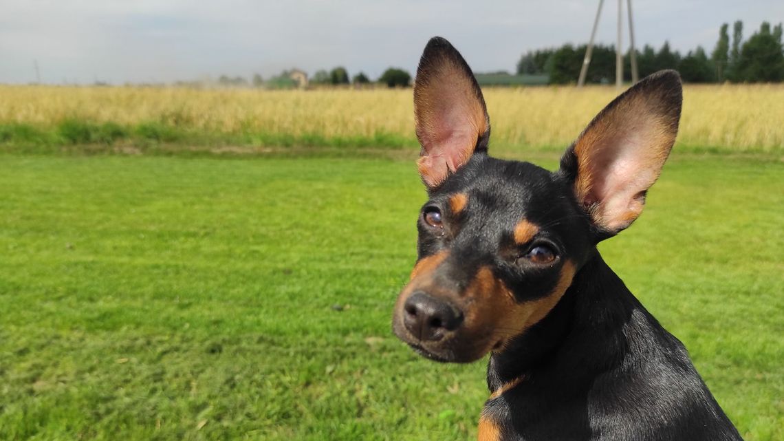 Dziś Dzień Kundelka. Czytelnicy chwalą się swoimi psami