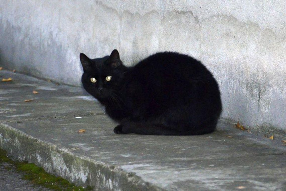 Dziś piątek trzynastego. Będzie pechowo?