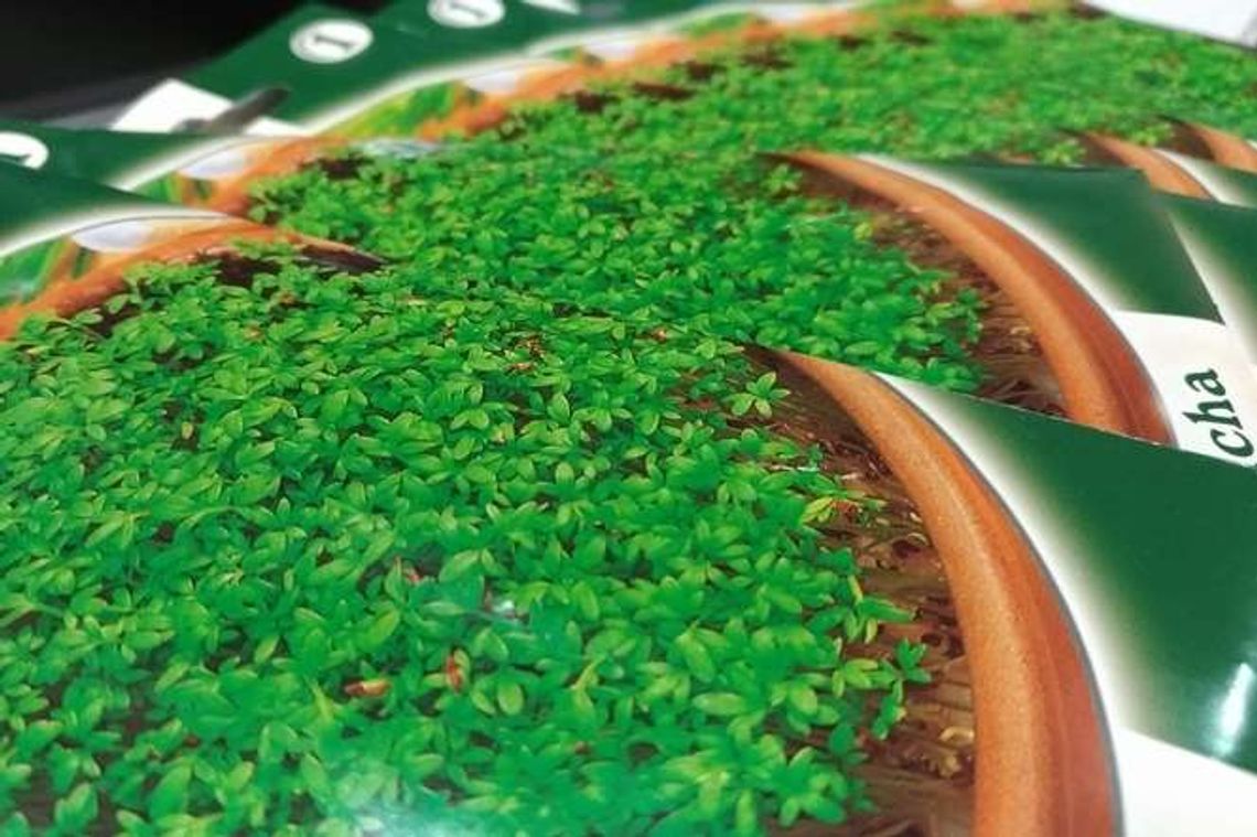 Dziś z Dziennikiem rzeżucha w prezencie 