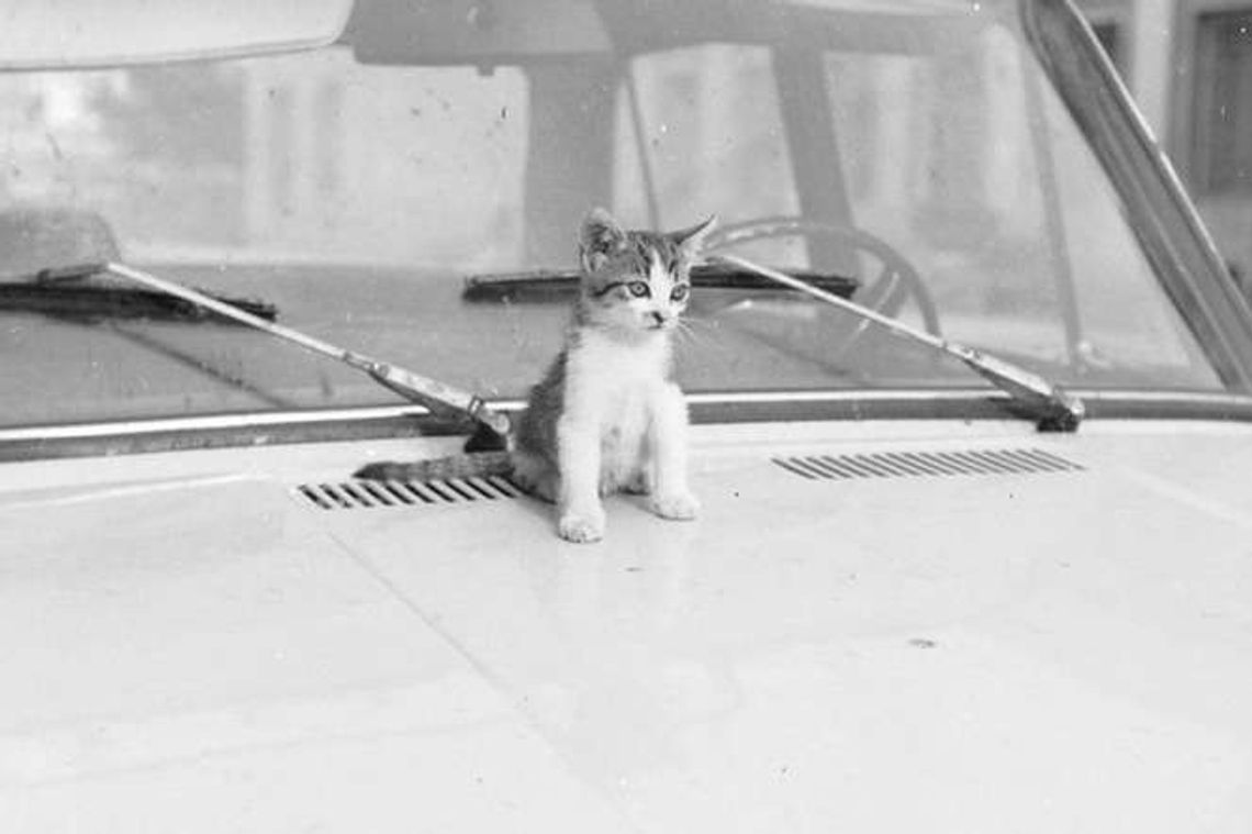 Dzisiaj Dzień Kota. Zobacz zwierzaki naszych przodków (zdjęcia)