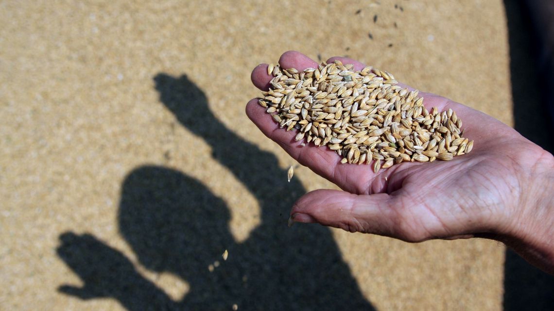 Dzisiaj zaczynają się zmasowane kontrole. Będą szukać brudnego zboża