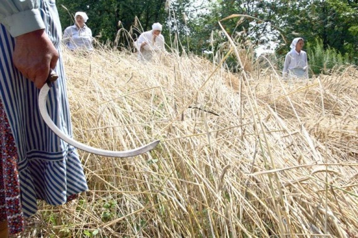 Dzisiaj żniwa w skansenie Dzisiaj żniwa w skansenie