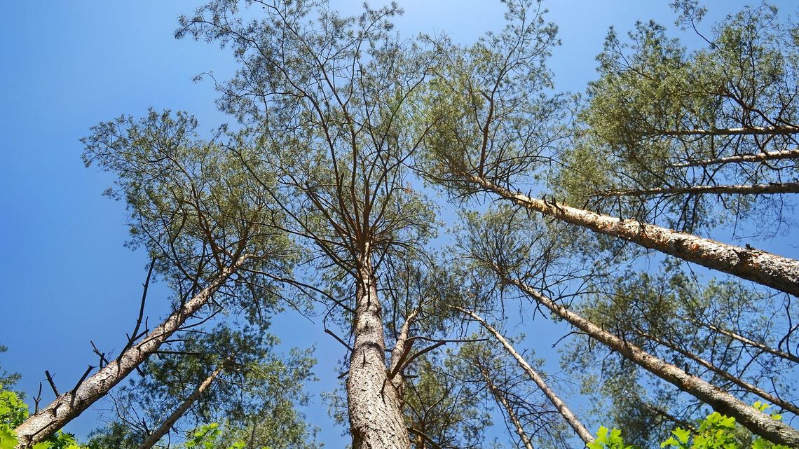 Dziwna para w aucie przy lesie. Interwencja policjanta z Zamościa