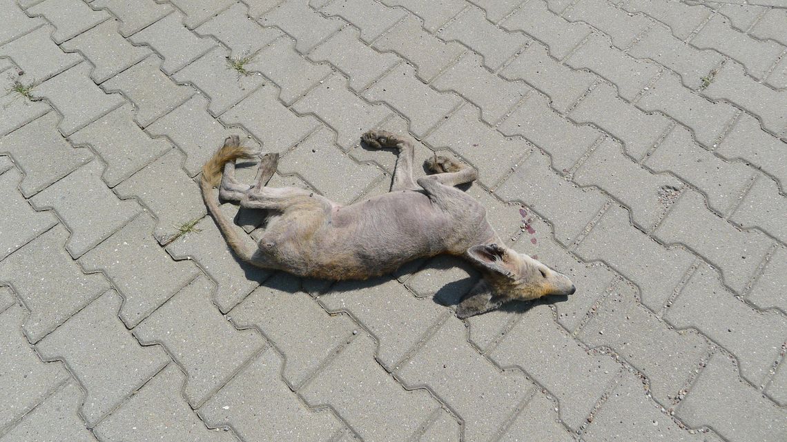Dziwne zwierzę bez futra biegające po Lublinie nie żyje. Tajemnica rozwiązana, ale może być ich znacznie więcej Dziwne zwierzę bez futra biegające po Lublinie nie żyje. Tajemnica rozwiązana, ale może być ich znacznie więcej