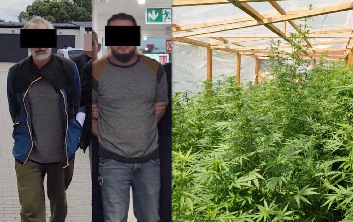 Hodowali narkotyki w tunelu. Grozi im 20 lat za kratkami Hodowali narkotyki w tunelu. Grozi im 20 lat za kratkami