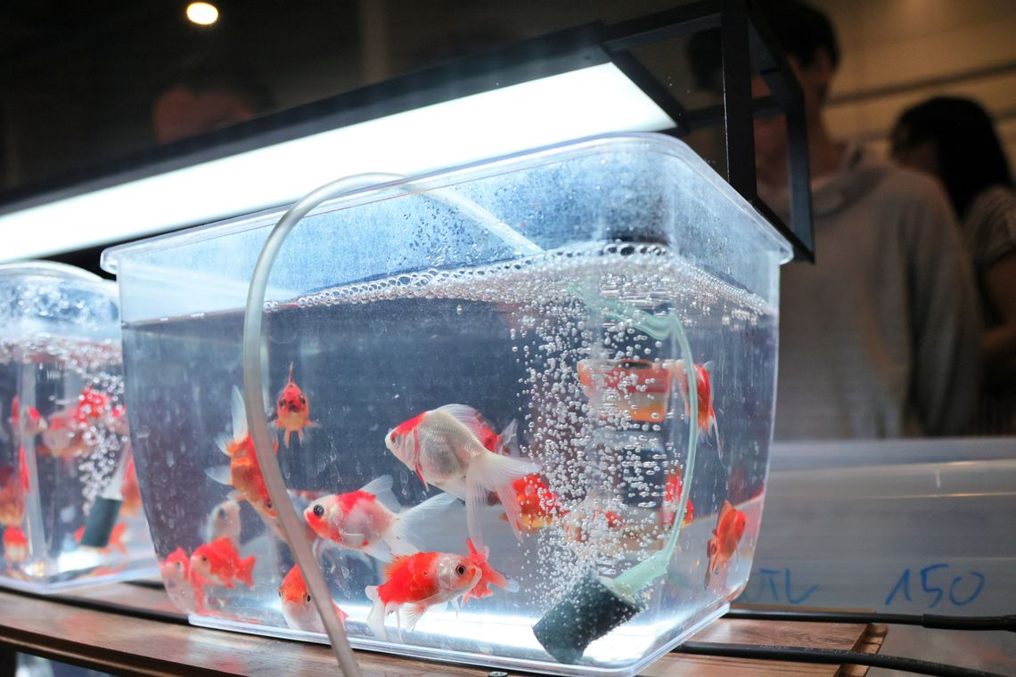 Egzotyczne zwierzęta w Lublinie. Targi przyciągają tłumy