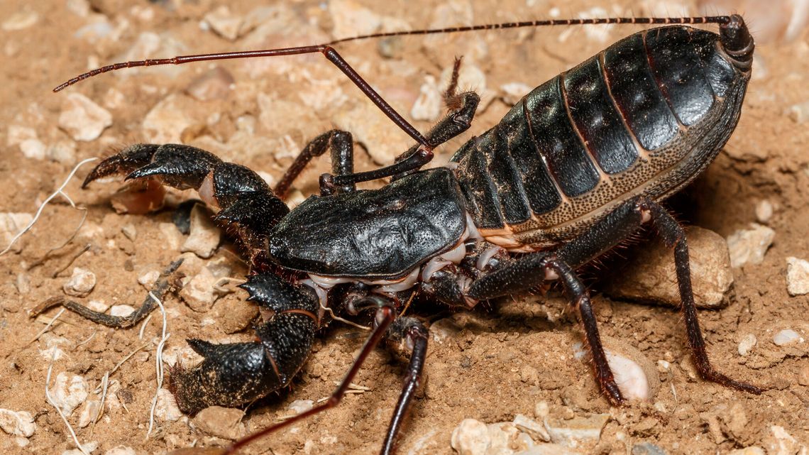 Egzotyczne zwierzęta w Lublinie. W listopadzie odbędą się Targi Terrarystyczne Exoticarium Egzotyczne zwierzęta w Lublinie. W listopadzie odbędą się Targi Terrarystyczne Exoticarium