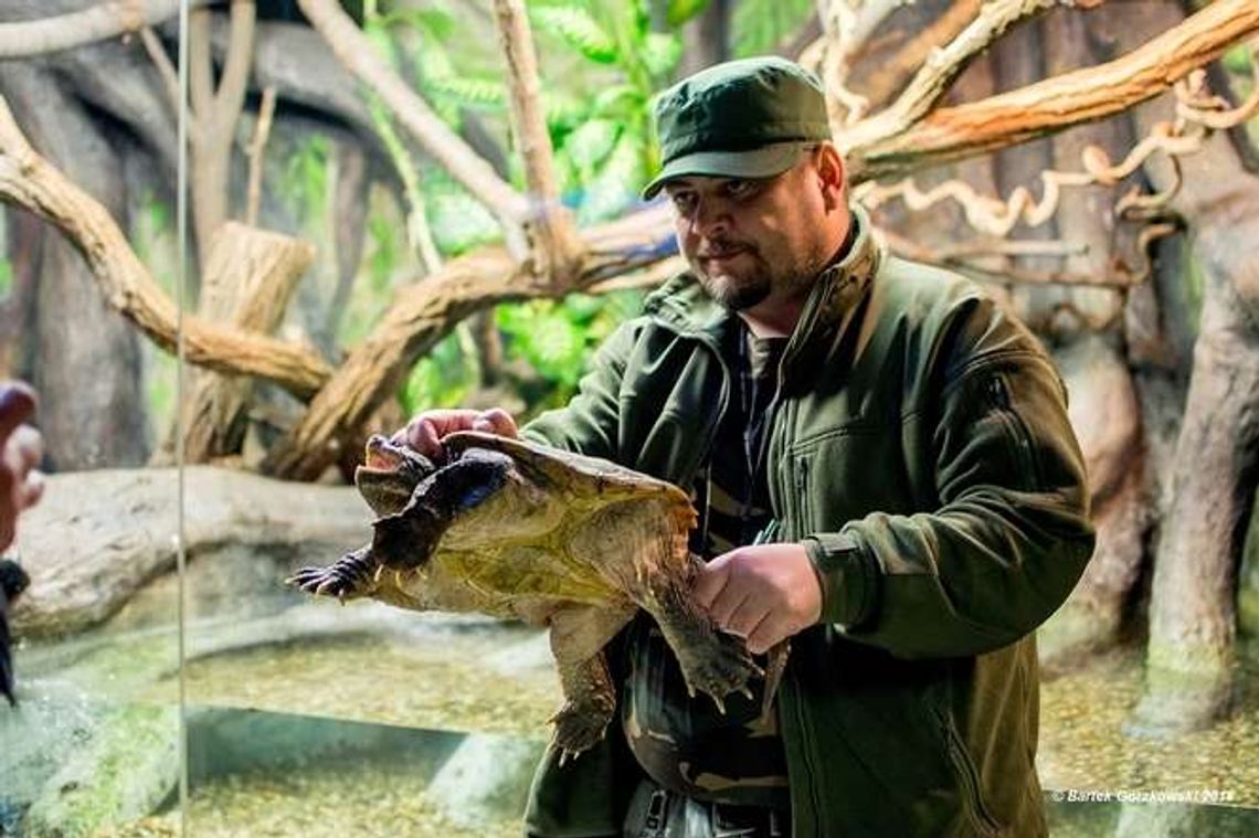 Egzotyczny i niebezpieczny żółw trafił do zoo w Zamościu