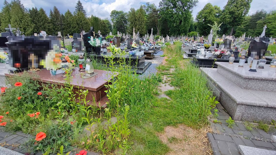 Ekologiczny czy zaniedbany? Czytelnik oburzony stanem cmentarza