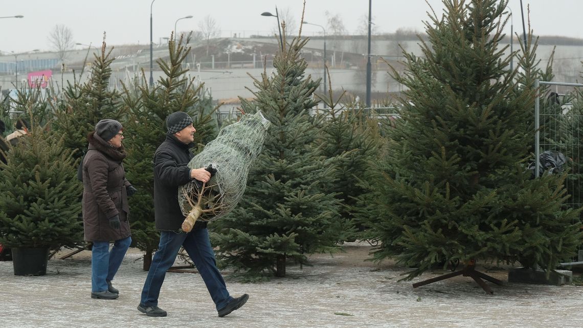 Eksperci radzą: Kupujmy żywe choinki zamiast sztucznych Eksperci radzą: Kupujmy żywe choinki zamiast sztucznych