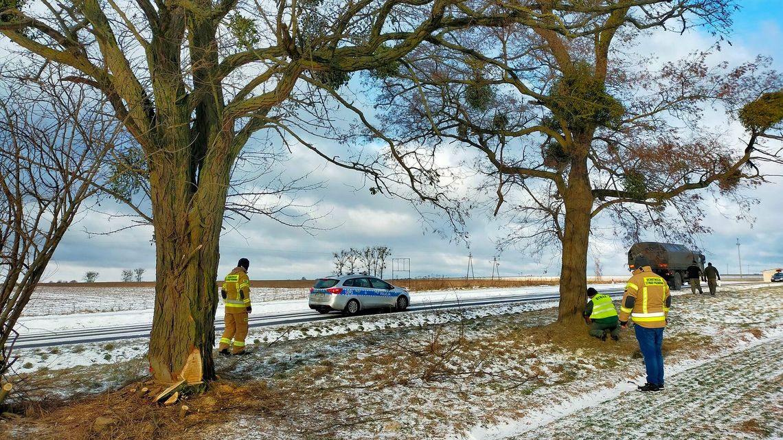 Ekspertka od drzew o wycince na DW 816: "Nie sądziłam, że dożyję czegoś takiego"