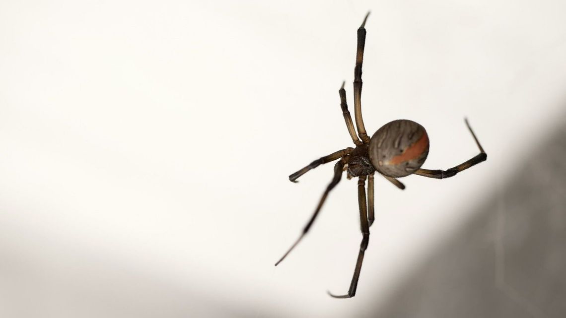 Ekstremalnie groźna czarna wdowa przyjedzie do Puław