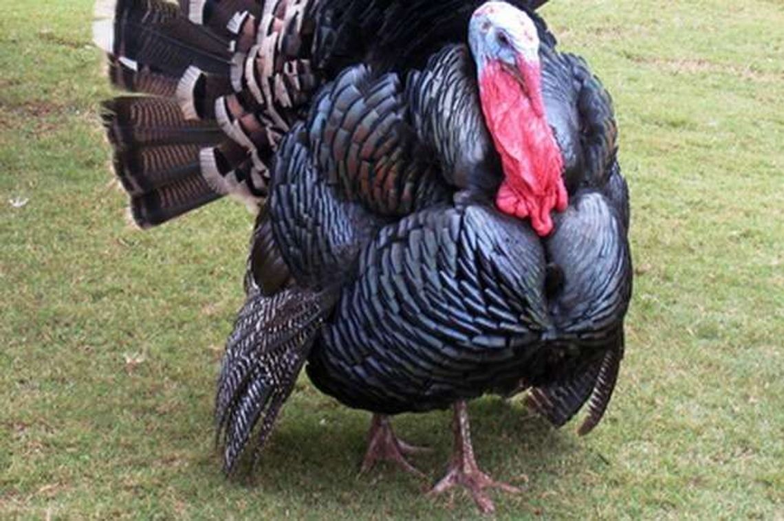 Emilianów: Wywróciła się ciężarówka z indykami