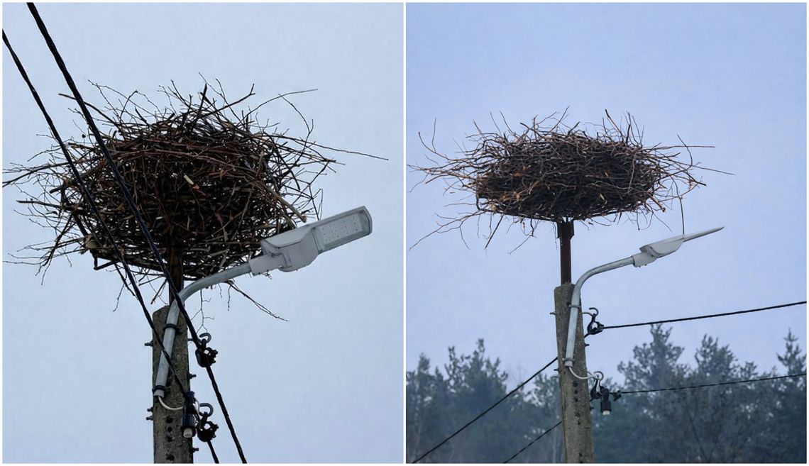 Gniazdo bocianów na infrastrukturze drogowej