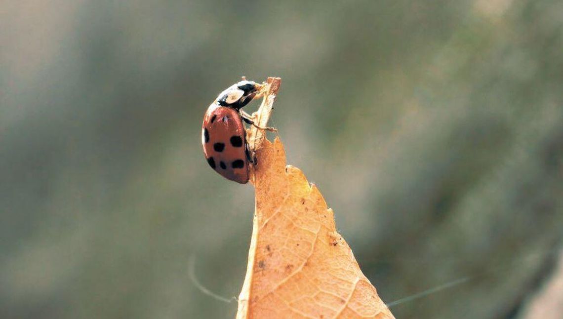 Entomolog: Plagą jest grabienie liści, a nie biedronki azjatyckie