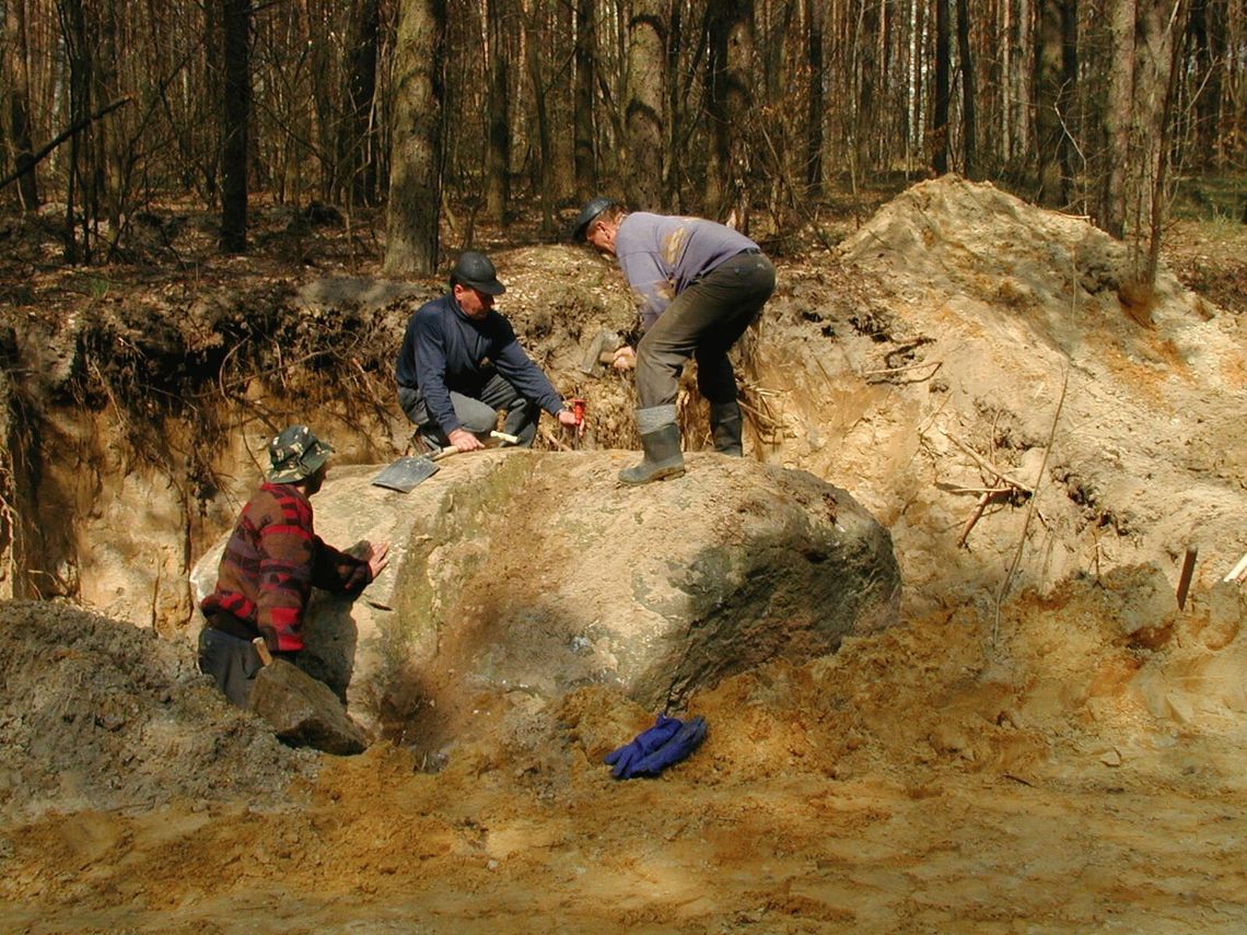 Eratyk odkryty w tyśmienickim lesie