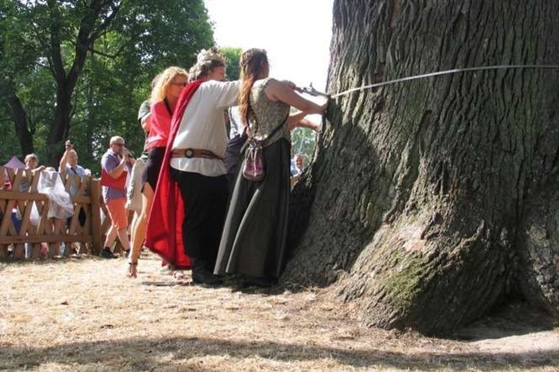 Europejskie drzewa walczą o tytuł. 1000-letni Bolko wciąż ma szanse (zdjęcia) Europejskie drzewa walczą o tytuł. 1000-letni Bolko wciąż ma szanse (zdjęcia)