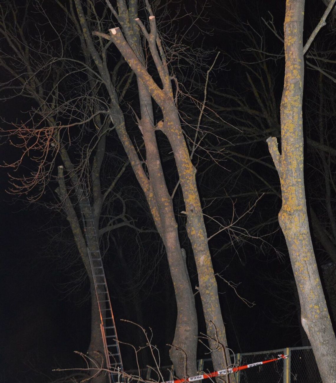 Przycinanie drzew skończyło się tragedią Przycinanie drzew skończyło się tragedią