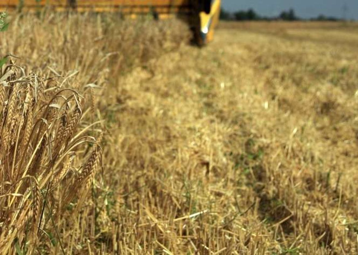 Fajsławice: Gminy chcą potwierdzenia, że dotknęła ich susza