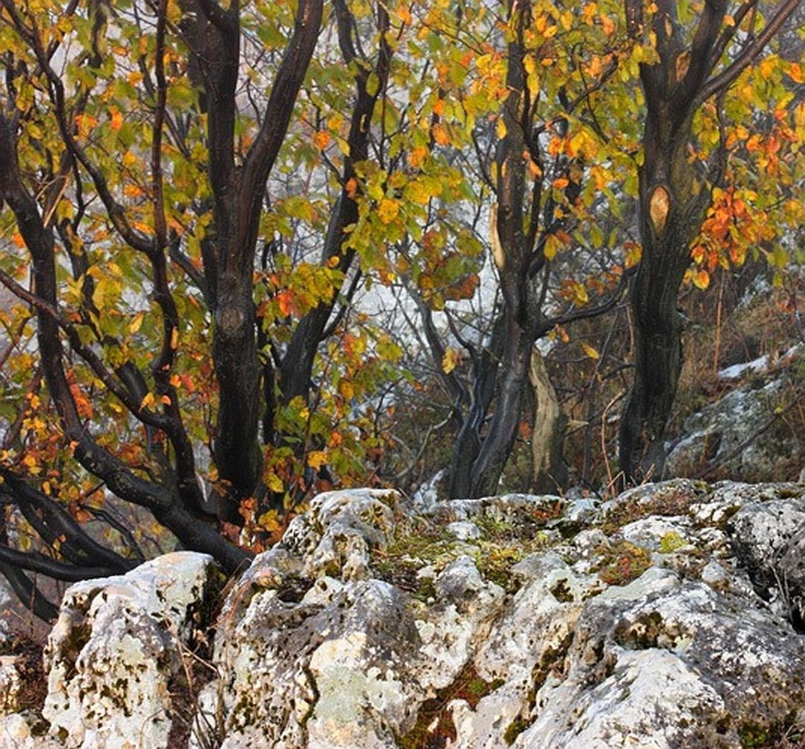 \"Fantazje natury” w Galerii \"Przy Bramie\"