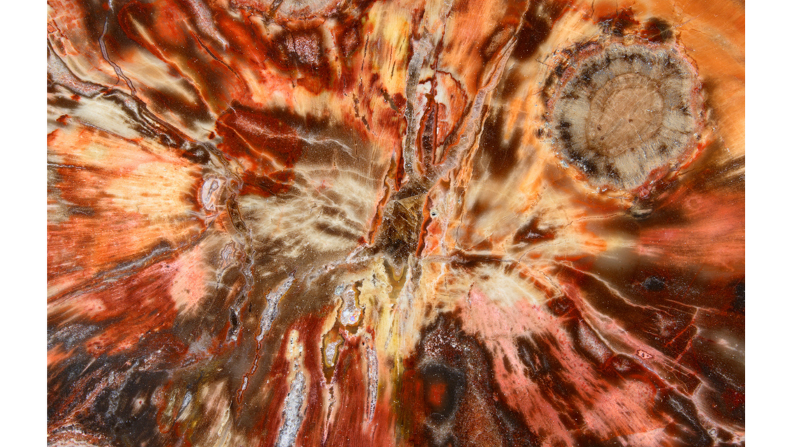 "Fantazje Natury". Wernisaż wystawy w Creamy Cafe "Fantazje Natury". Wernisaż wystawy w Creamy Cafe