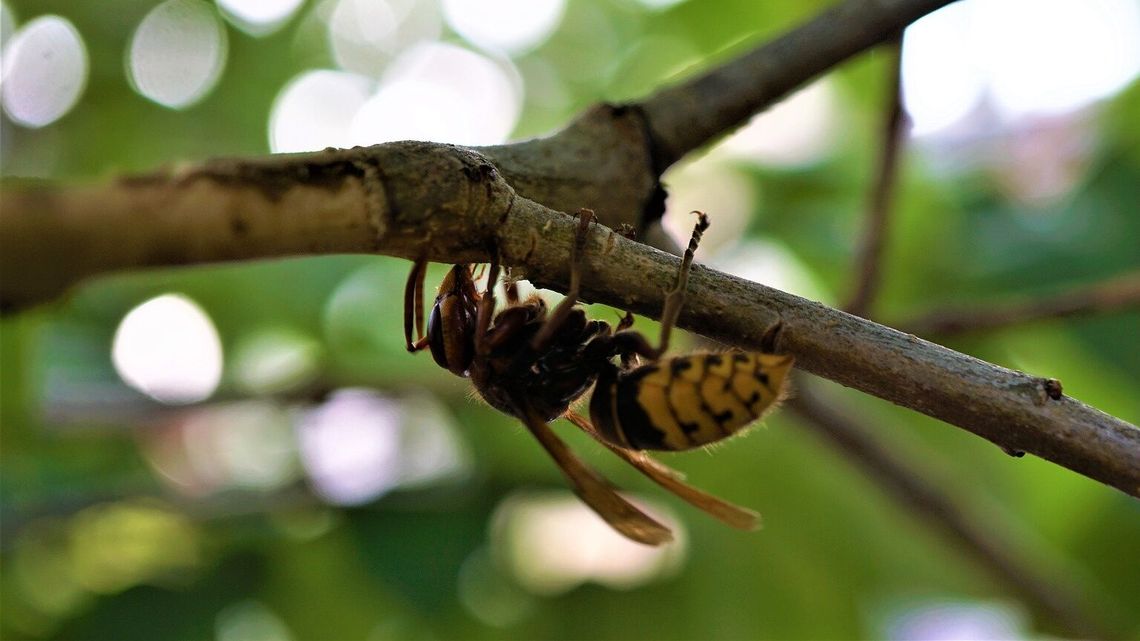 Fatalna seria. Podczas upadku z 10 piętra strącił gniazdo szerszeni, które pogryzły lekarkę Fatalna seria. Podczas upadku z 10 piętra strącił gniazdo szerszeni, które pogryzły lekarkę