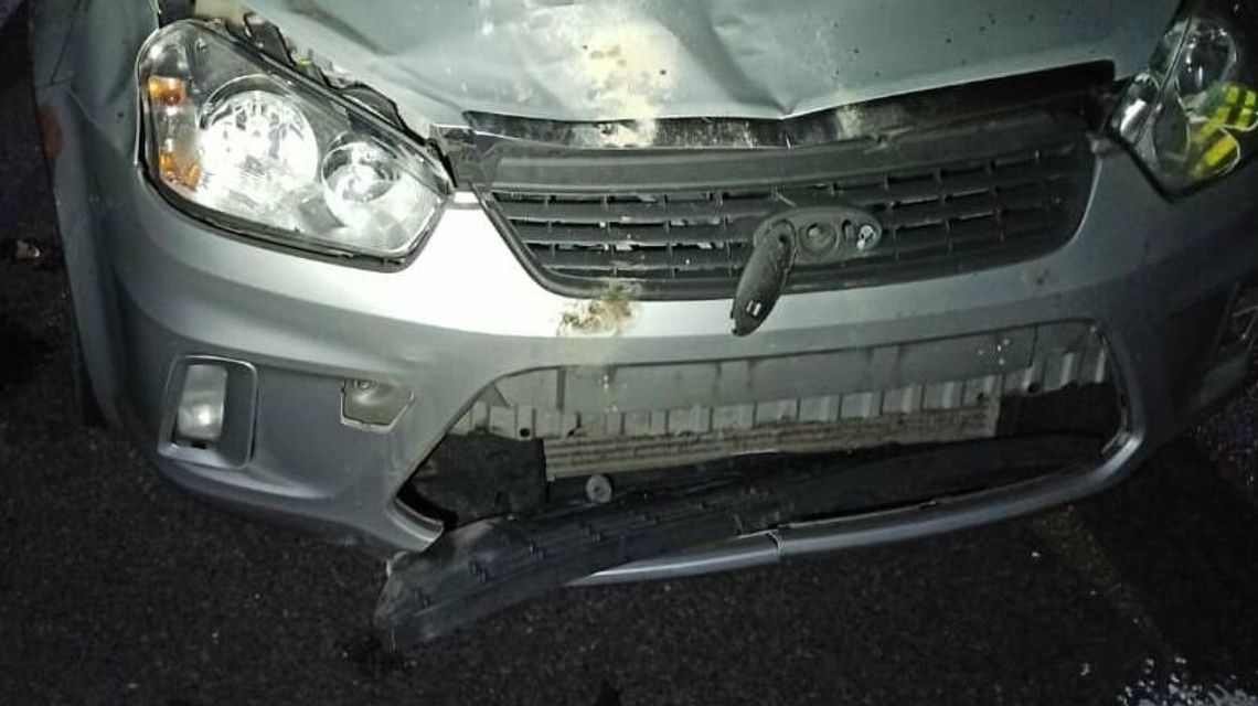 Fatalne zderzenie z łosiem w Firleju. Potężne zwierzę wpadło do forda