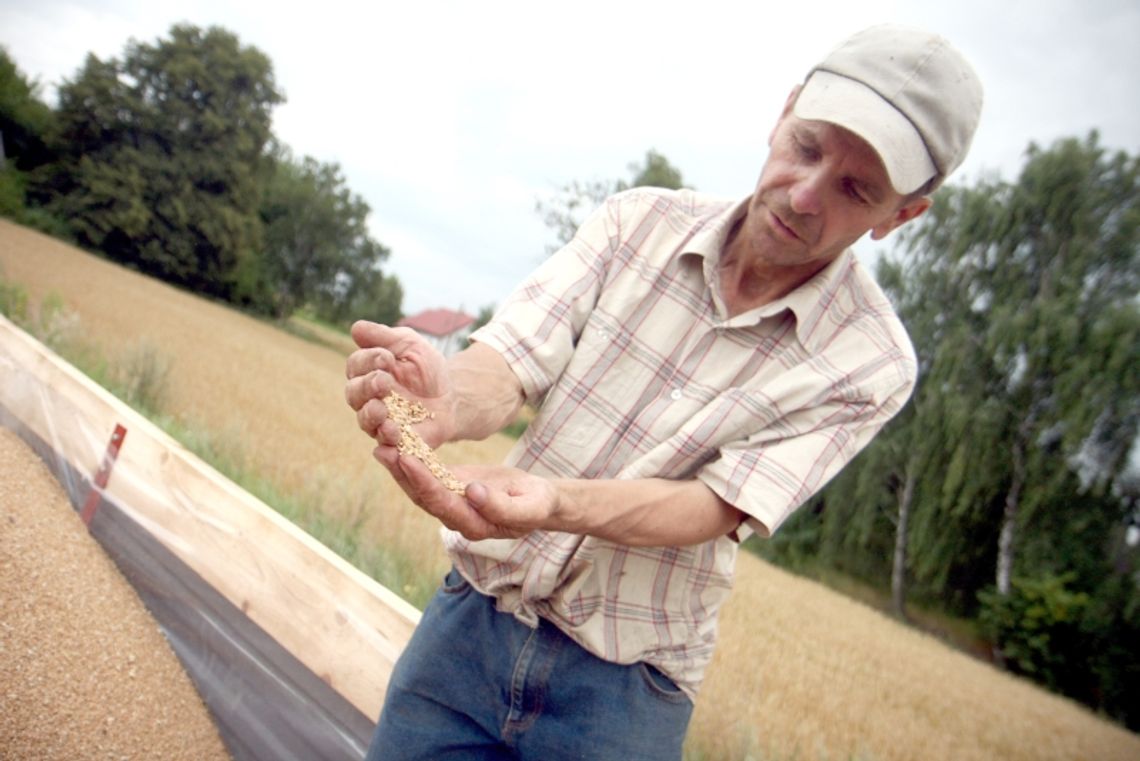 Fatalny początek żniw dla rolników. Zboża potaniały Fatalny początek żniw dla rolników. Zboża potaniały