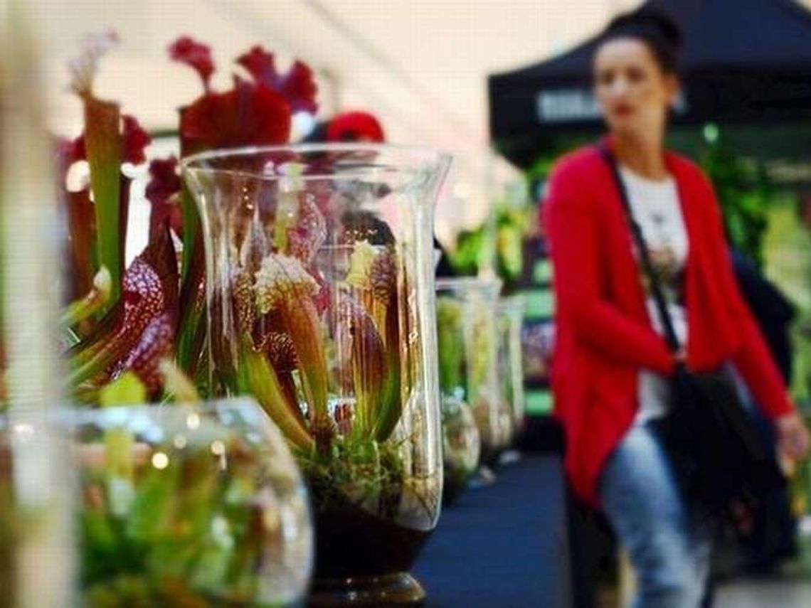 Festiwal Roślin Owadożernych w Lublinie: W programie m.in. pokazy karmienia roślin