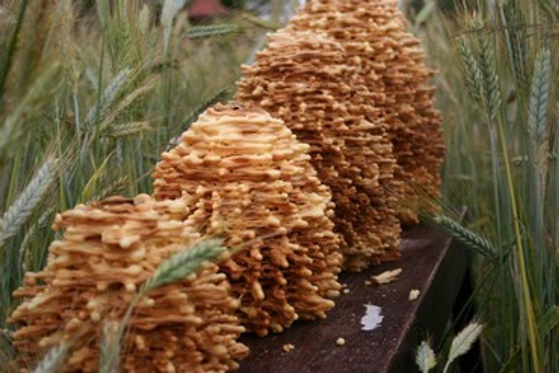 Festiwal sękaczy w Roskoszy