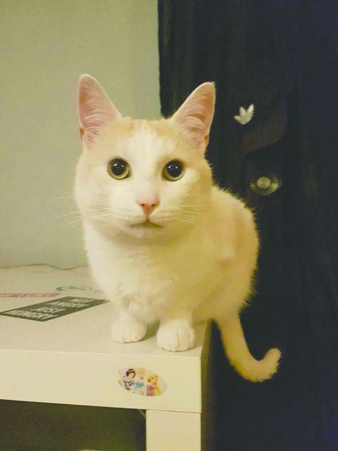 Firma miała przewieźć koty do Anglii. Jeden uciekł. "Zaproponowano mi 8,4 zł za kilogram zaginionego kota."