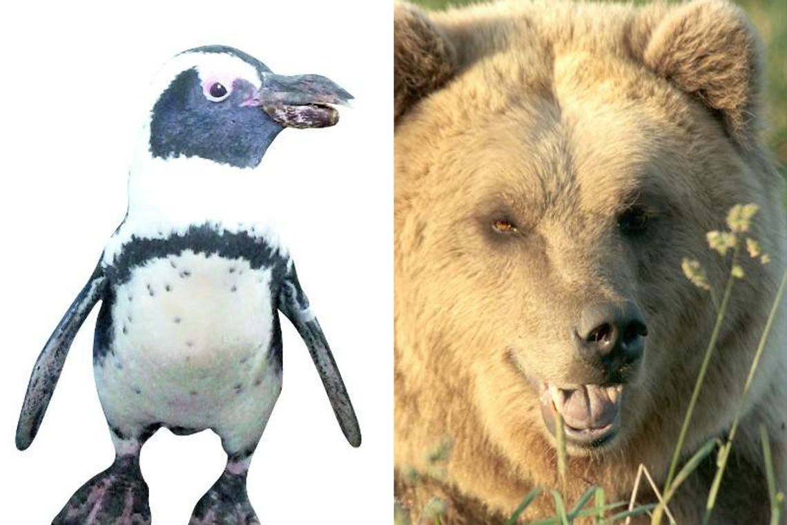 Firma z Nasutowa: Naprawili dziób pingwina. Teraz wyleczą zęby niedźwiedziom