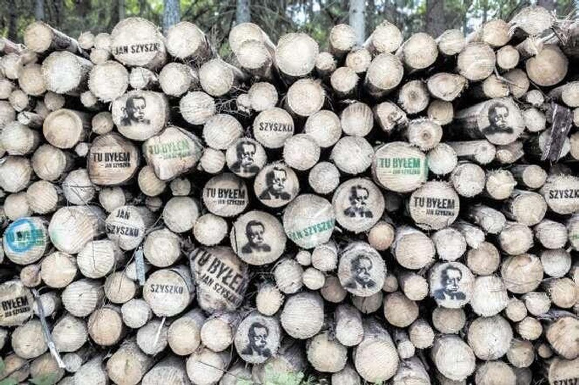 Firmy z Lubelskiego kupiły tanie drewno z Puszczy Białowieskiej. "Stracone pieniądze"