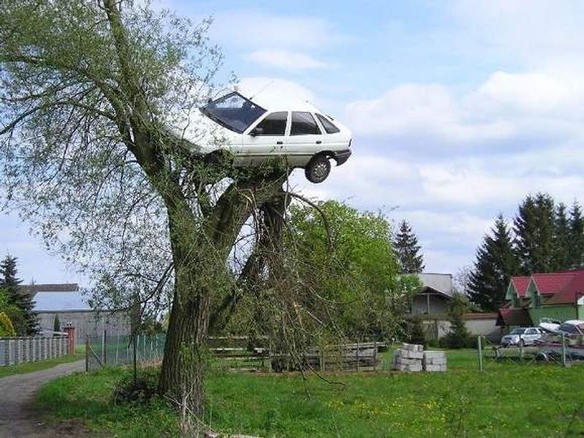 Ford na drzewie. Czy to zemsta?