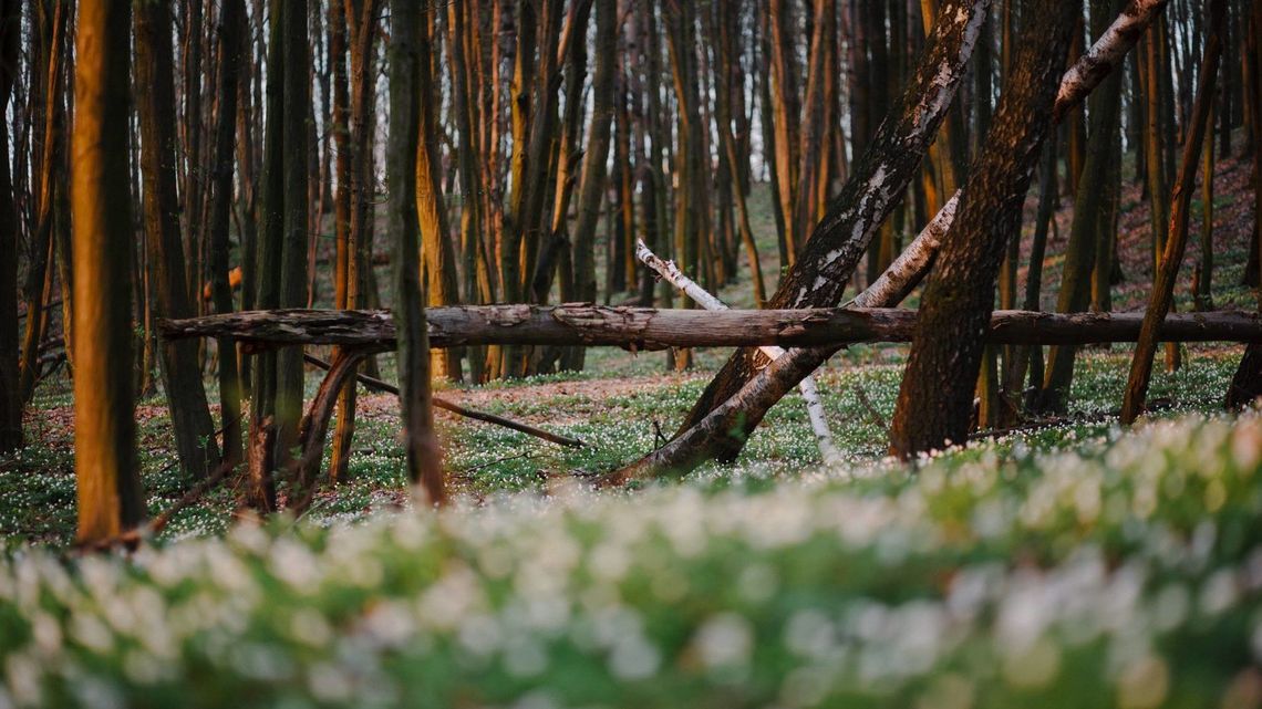 Fotograficzna wędrówka po Starym Gaju