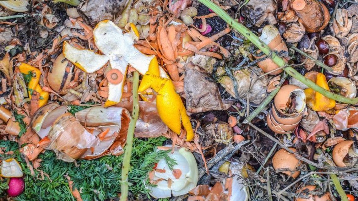 Fotopułapka ma być straszakiem na śmieciarzy w Janowie Lubelskim