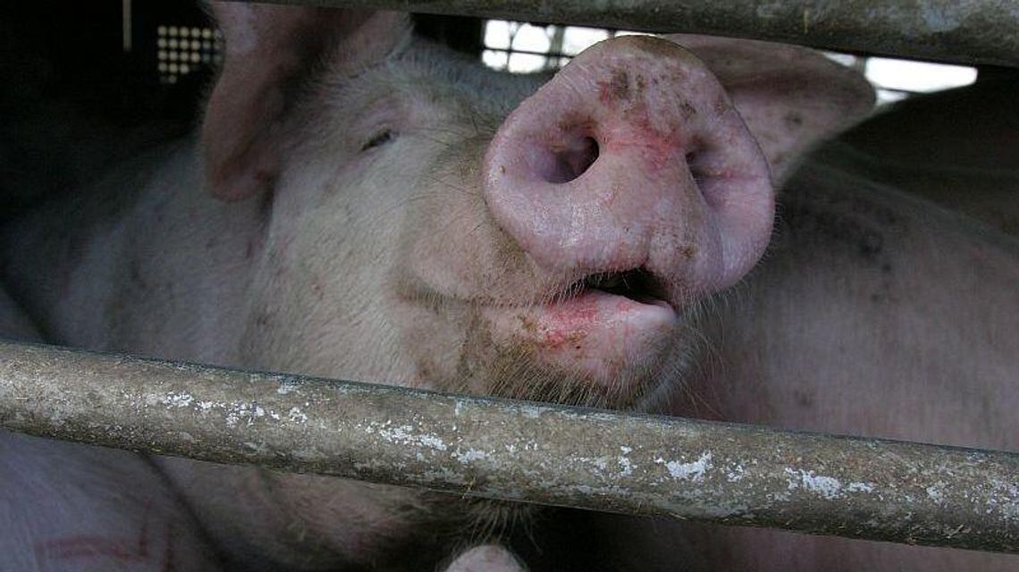 Frampol. ASF w dwóch gospodarstwach. Blisko 100 świń do wybicia Frampol. ASF w dwóch gospodarstwach. Blisko 100 świń do wybicia