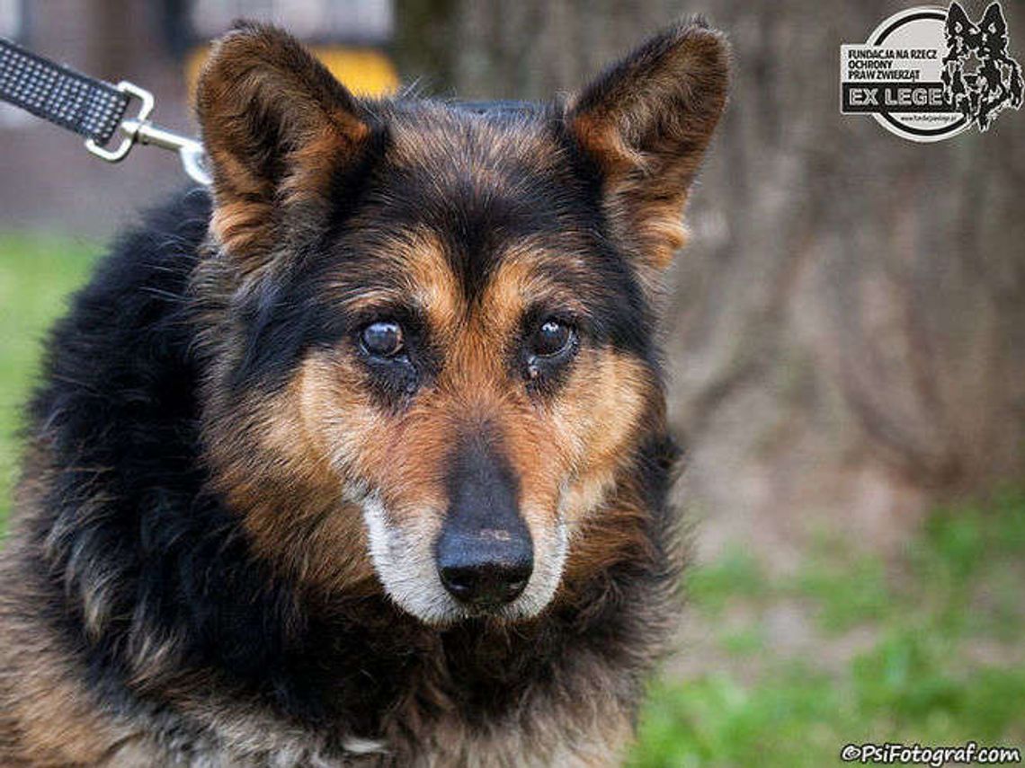 Fundacja EX LEGE prosi o wsparcie w głosowaniu. Może wygrać bon na zakup karmy dla zwierząt Fundacja EX LEGE prosi o wsparcie w głosowaniu. Może wygrać bon na zakup karmy dla zwierząt