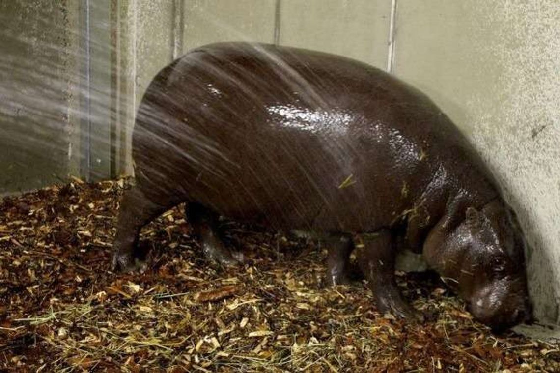 Fupi, 200-kilogramowa samica hipopotama już w zamojskim zoo