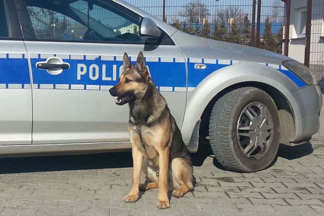 Gabed węszy w Łęcznej Gabed węszy w Łęcznej