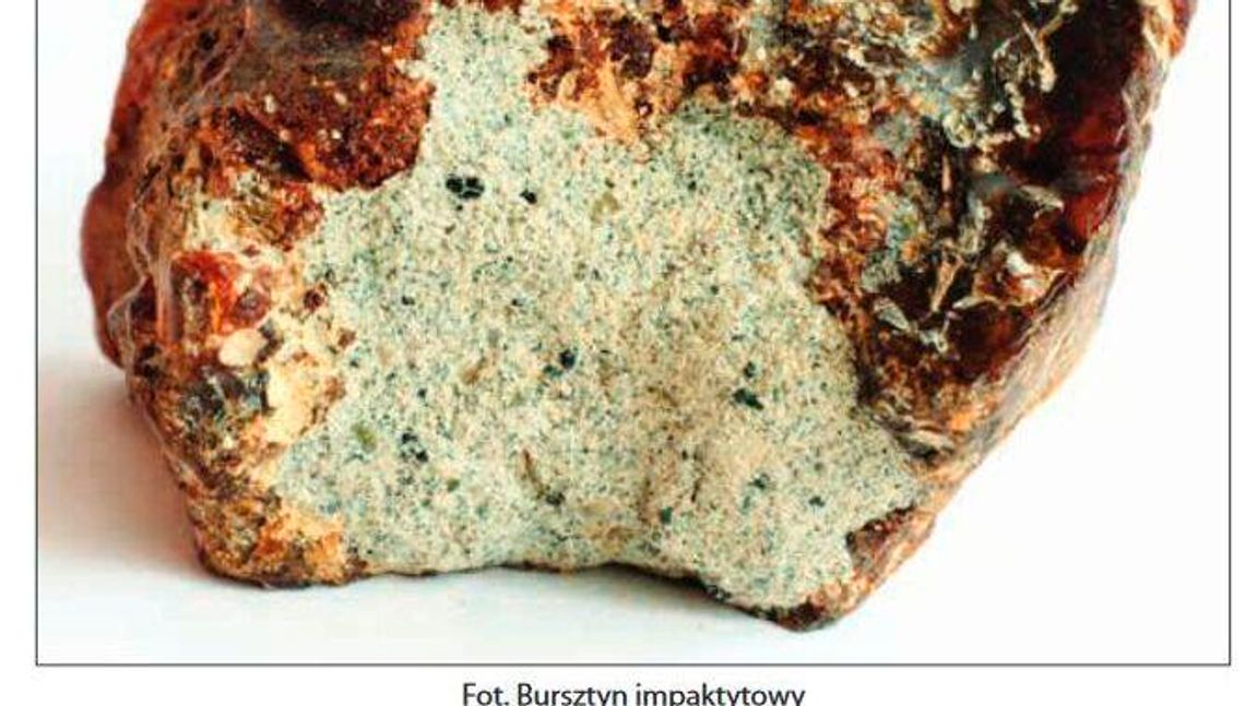 Gabinety historii naturalnej Lublina. Nowa wystawa w Muzeum Józefa Czechowicza