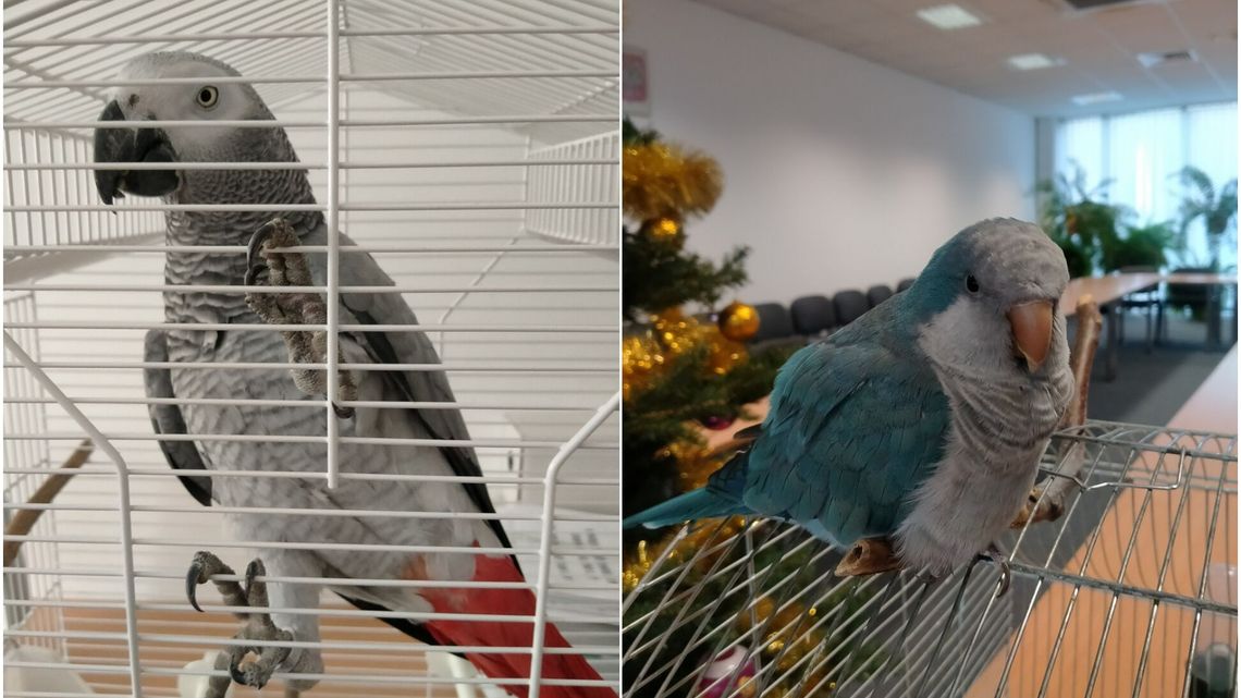 "Gadające" przesyłki zgarnięte na granicy