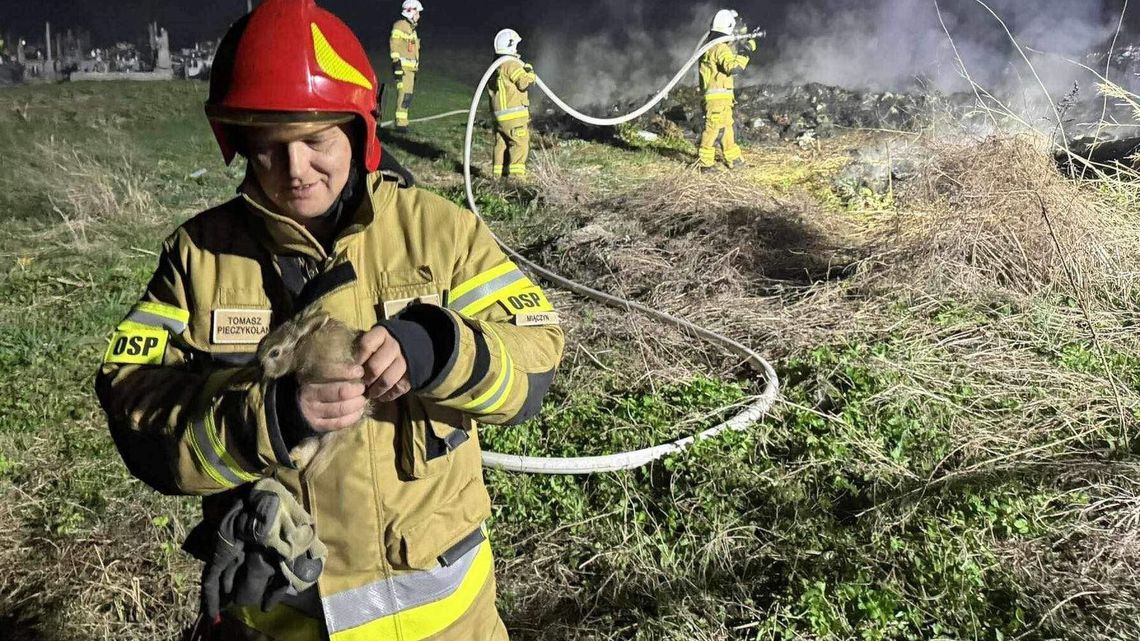 Gasili pożar na cmentarzu i uratowali zajączka 